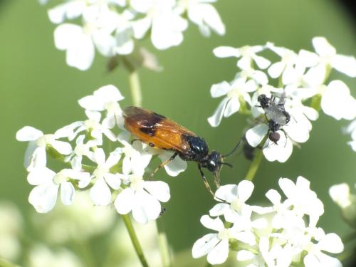 Réf. 282 536 : Arge cyanocrocea